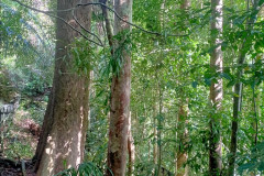 2025-12-23-Taman-Negara-Mutiara-Les-u-reki-3