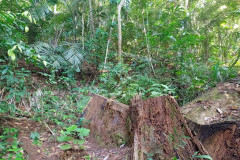 2025-12-23-Taman-Negara-Mutiara-Les-u-reki-7