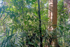 2025-12-23-Taman-Negara-Mutiara-Les-u-reki-8