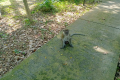 2025-12-23-Taman-Negara-Mutiara-obezyana-na-trope-3