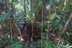 2025-12-21-Taman-Negara-park-16