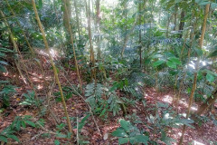 2025-12-21-Taman-Negara-park-18