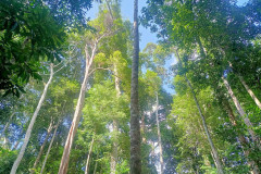 2025-12-21-Taman-Negara-park-19