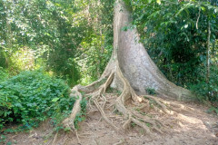 2025-12-21-Taman-Negara-park-2