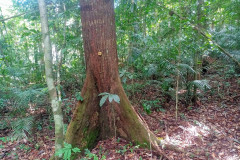 2025-12-21-Taman-Negara-park-20