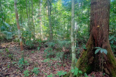 2025-12-21-Taman-Negara-park-21