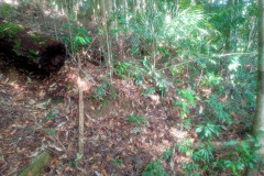 2025-12-21-Taman-Negara-park-23