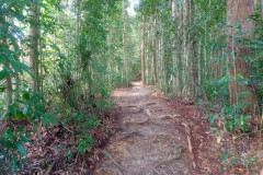 2025-12-21-Taman-Negara-park-29