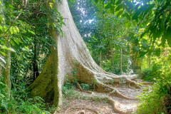 2025-12-21-Taman-Negara-park-3