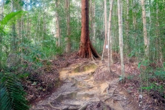 2025-12-21-Taman-Negara-park-30