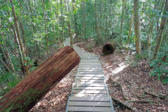 2025-12-21-Taman-Negara-park-38