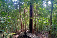 2025-12-21-Taman-Negara-park-39