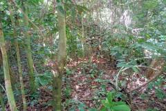 2025-12-21-Taman-Negara-park-4