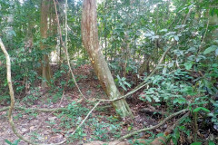 2025-12-21-Taman-Negara-park-5