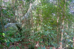 2025-12-21-Taman-Negara-park-7