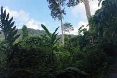 2025-12-21_22-Taman-Negara-park-11