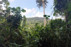 2025-12-21_22-Taman-Negara-park-13