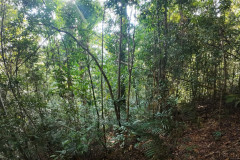 2025-12-21_22-Taman-Negara-park-2