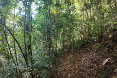 2025-12-21_22-Taman-Negara-park-3