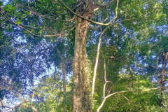 2025-12-22-Taman-Negara-Taman-Negara-derevo