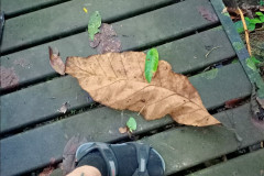 2025-12-22-Taman-Negara-Taman-Negara-list