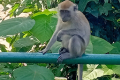 2025-12-22-Taman-Negara-Taman-Negara-obezyana-1