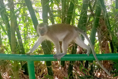 2025-12-22-Taman-Negara-Taman-Negara-obezyana-2