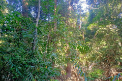 2025-12-22-Taman-Negara-park-10