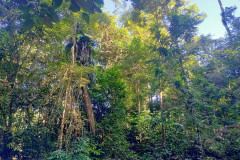 2025-12-22-Taman-Negara-park-11