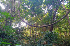 2025-12-22-Taman-Negara-park-12