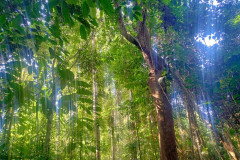 2025-12-22-Taman-Negara-park-13