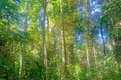 2025-12-22-Taman-Negara-park-14