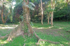 2025-12-22-Taman-Negara-park-2