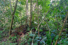 2025-12-22-Taman-Negara-park-4