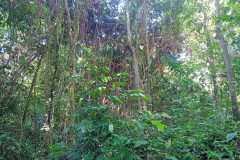 2025-12-22-Taman-Negara-park-5