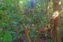 2025-12-22-Taman-Negara-park-7