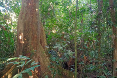 2025-12-22-Taman-Negara-park-8