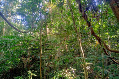 2025-12-22-Taman-Negara-park-9