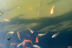 2026-01-06-Yangon-pagoda-ryby