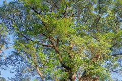 2026-01-06-Yangon-derevo