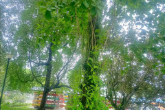 2025-12-17-Singapore-Changi-Beach-park-29