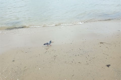 2025-12-17-Singapore-Changi-Beach-park-golub