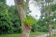 2025-12-16-Singapore-park-12