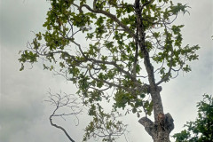 2025-12-16-Singapore-park-derevo