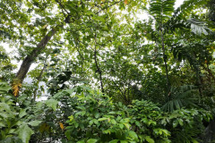 2025-12-16-Singapore-Woodlands-Waterfront-Park-4