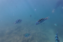 2026-01-25-Ngha-Trang-Rybki-pod-vodoj-1