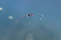 2026-01-25-Ngha-Trang-Rybki-pod-vodoj-10