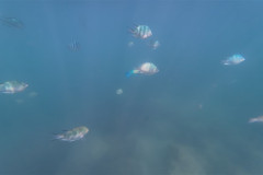 2026-01-25-Ngha-Trang-Rybki-pod-vodoj-11