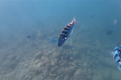 2026-01-25-Ngha-Trang-Rybki-pod-vodoj-2