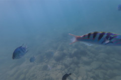 2026-01-25-Ngha-Trang-Rybki-pod-vodoj-3